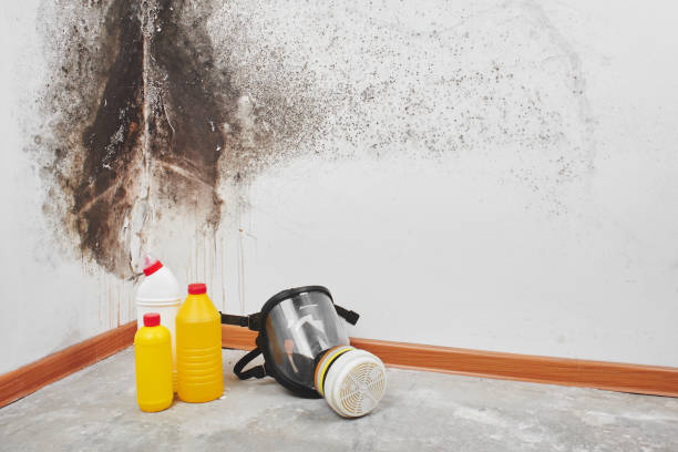 Portland, ME Mold Remediation Company