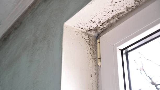 Mold Remediation for Specific Building Types