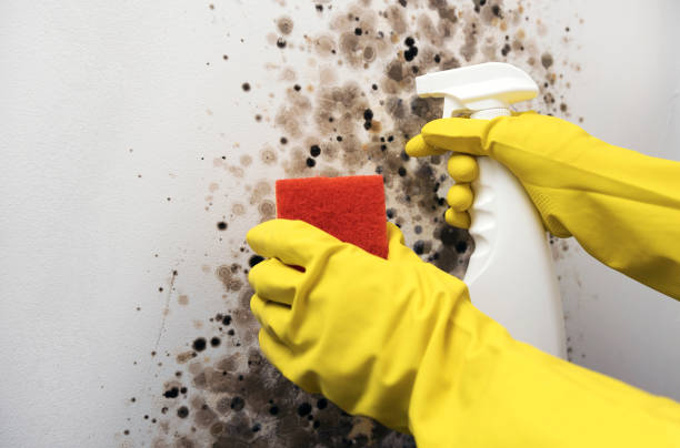 Best Insurance-Related Mold Remediation in Portland, ME