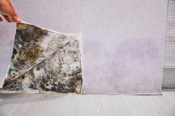 Best Health and Safety Mold Remediation in Portland, ME